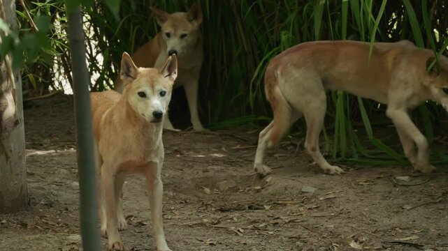 Trio of Australian dingoes roaming near dense vegetation outdoors