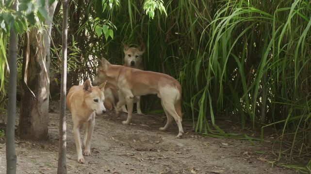 Three wild dingos emerging from dense foliage in nature