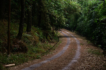 Fototapeta premium forest way in nature. Scenic hiking trail. Travel route through green forest. Trail in woodland. path for tourism. through green trees. Nature. street. cement, gray, gray. transportation. nobody
