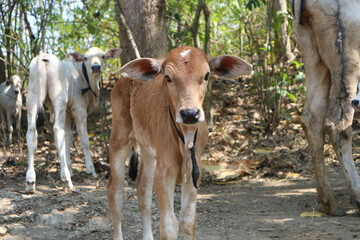 Young white and brown calves looking at camera in rural farmstead © Sri