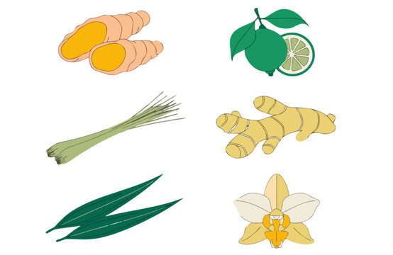 Botanical vector set with turmeric, ginger, lemongrass, lime, pandan and orchid