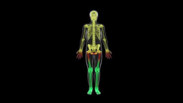 3D medical visualization of the human skeletal system showing the complete framework of bones throughout the body against a dark background 4K UHD