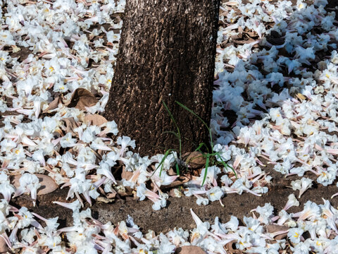 Fallen white ipe tree flowers covering the ground around trunk. Beautiful natural background showing a carpet of fallen white trumpet flowers from a Tabebuia roseo-alba tree 