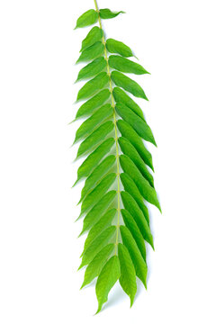 Averrhoa bilimbi leaves or daun belimbing wuluh, isolated on white background.