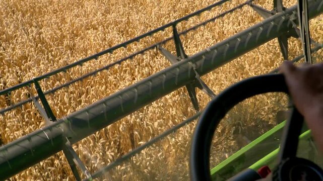 Operator's view from inside a combine harvester as the header cuts through a dense field of ripe golden cereal during the summer harvest.