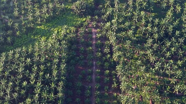 Aerial view of orderly palm tree rows. Green canopies stretch across the landscape