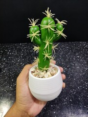 cactus in pot © Diki