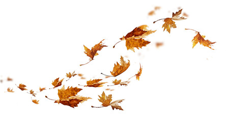 Obraz premium autumn leaves isolated autumn winter season background falling fall platanus tree wid air w