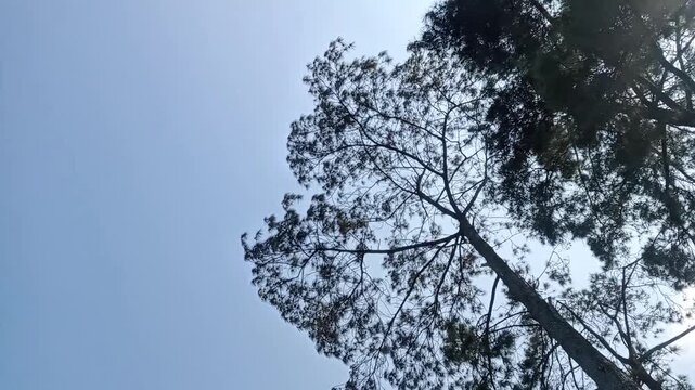 tree and skyLow angle view of a tall pine tree canopy against a clear blue sky, with branches swaying gently in the wind.