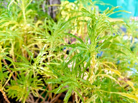 Close Up Green Yellow Foliage Plant Leaves Texture