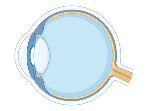 Premium anatomical diagram of a human eye cross section with anatomy chart eye health medical art biology class optical health internal structure eye care human body as transparent PNG