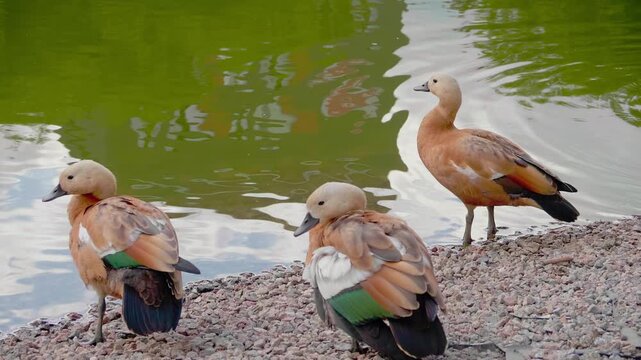 Three ruddy shelducks standing on the gravel shore of a park pond in summer