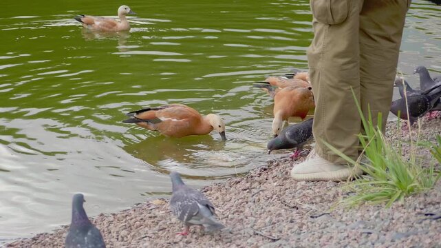 Person feeding wild ruddy shelducks and pigeons by the lake in a public park