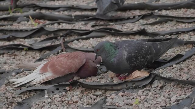 Two pigeons resting on gravel ground in urban environment