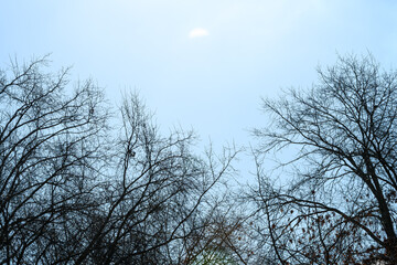 Fototapeta premium Silhouetted branches stretch upward against a soft blue sky