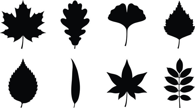 Black vector silhouette set of different tree leaves including maple, oak, and ginkgo isolated on white background.