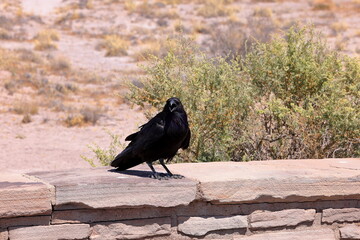 Obraz premium Raven in Petrified Forest National Park, a natural attraction place with many petrified tree trunks and fossils, in Arizona, USA.