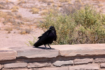 Obraz premium Raven in Petrified Forest National Park, a natural attraction place with many petrified tree trunks and fossils, in Arizona, USA.