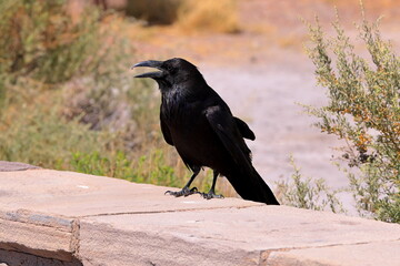 Obraz premium Raven in Petrified Forest National Park, a natural attraction place with many petrified tree trunks and fossils, in Arizona, USA.