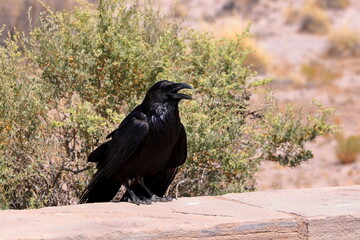 Obraz premium Raven in Petrified Forest National Park, a natural attraction place with many petrified tree trunks and fossils, in Arizona, USA.