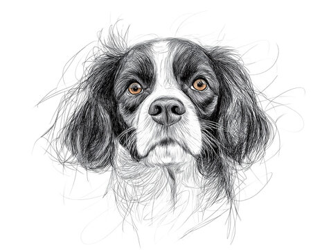 Cavalier King Charles Spaniel Dog Sketch Illustration ~ Created using Generative AI