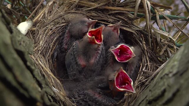A close-up view captures newborn common crackle chicks resting quietly in a tree nest before suddenly awakening and opening their red mouths wide begging for food.