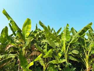 Green banana trees with large foliage growing in a tropical plantation under a clear blue sky. © Hayyun