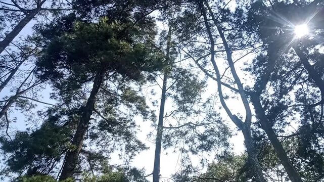 Low angle view of pine trees in a forest, sun rays shining through the green branches and leaves, bright sunny day in nature, tall tree trunks stretching towards the blue sky, beautiful natural woodla