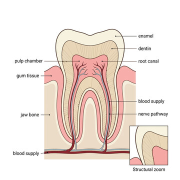 Human Tooth Anatomy Cross Section Illustration Showing Enamel, Dentin, Pulp Chamber, Root Canal and Periodontal Structures