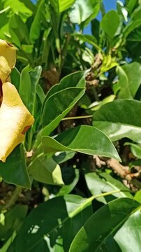 Large yellow chalice vine flower (and bud) blooming among green foliage.