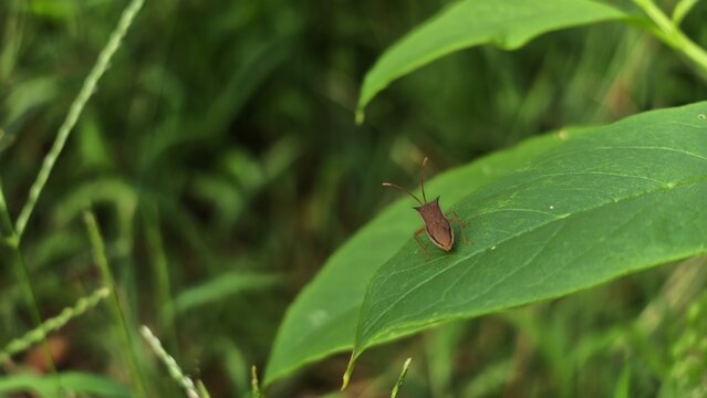 ant on a leaf