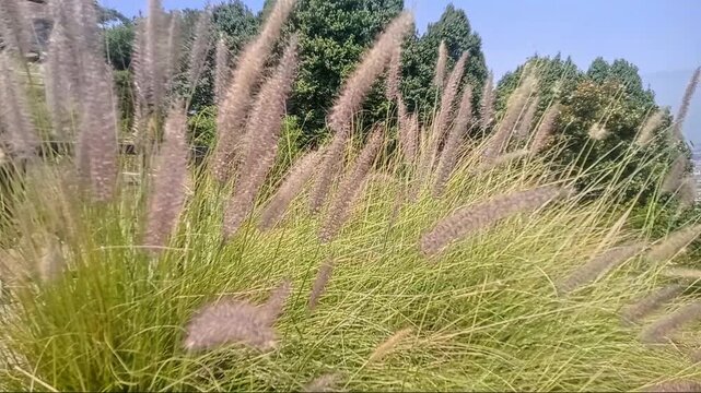 A wide-angle, eye-level shot of a lush cluster of fountain grass swaying gently under a clear blue sky. The vibrant green foliage and fluffy, pinkish-purple flower spikes create a soft, natural textur
