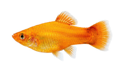Orange Platy Fish Isolated on White Background © paper