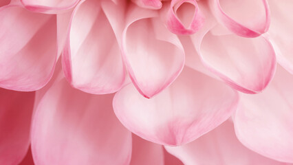 Abstract nature banner of flower petals pink color, nature texture as natural background or backdrop. Macro flowery texture, colored aesthetic photo of blooming dahlia petal, trend botanical design. © yrabota