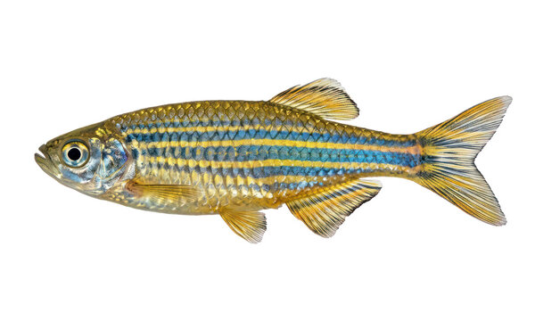 Zebrafish Isolated on White Background