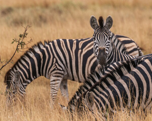 Zebras  © Scott
