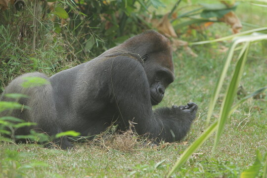 A silverback gorilla lies in the grass, turning its head.