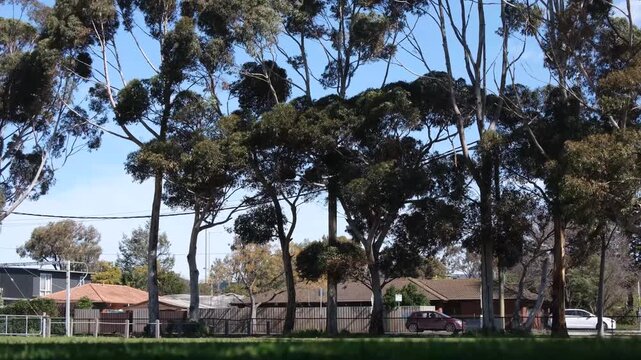 A row of tall eucalyptus trees&nbsp;beside a&nbsp;suburban arterial road with busy traffic, property boundary fencing, overhead power lines, residential&nbsp;houses. Altona Meadows, Melbourne Australia