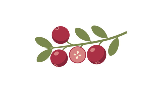 Vector illustration of a green cranberry branch bearing round red berries with one sliced open to show the inside seeds.