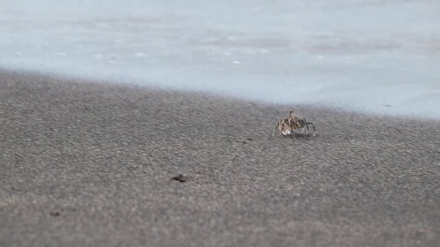 Small Ghost Crab Running on Black Sand Beach to Avoid Waves in Teluk Waru Sekotong Lombok