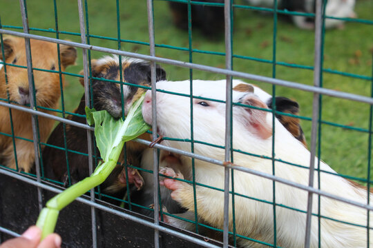 Several Guinea Pigs Were Fed Vegetables from the Wire Fence of Their Cage