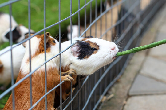 Several Guinea Pigs Were Fed Vegetables from the Wire Fence of Their Cage