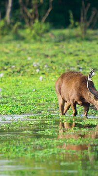 A majestic Barasingha swamp deer with large antlers drinks from a marshy lake in India. Authentic wildlife behavior captured in a lush green natural habitat.