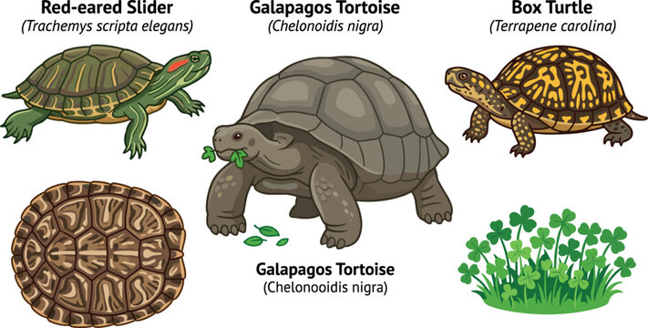 Turtles and Tortoises Vector Icon Set with Red Eared Slider Galapagos Tortoise Box Turtle Shell and Clover for Nature Education Designs