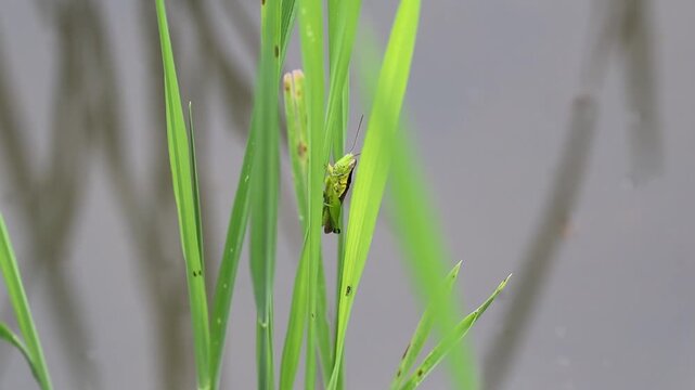 Green Grasshopper Camouflaged on Rice Leaves in Paddy Field Lembar Lombok