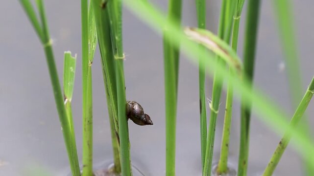 Small Rice Field Snail Clinging on Green Paddy Stem in Water at Lembar Lombok