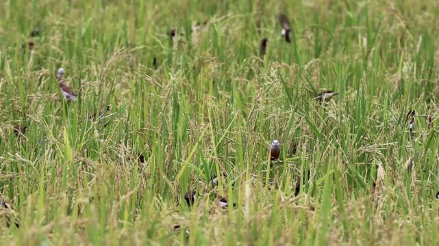 Flock of Munia Birds Feeding on Rice Paddy Field in Lembar Village West Lombok