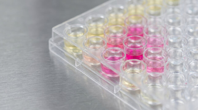 Antimicrobial resistance research in laboratory uses colorful liquid in transparent plate for scientific analysis and medical discovery