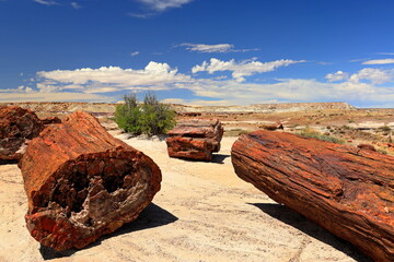 Petrified Forest National Park, a natural attraction place with many petrified tree trunks and fossils, in Arizona, USA. © leochen66