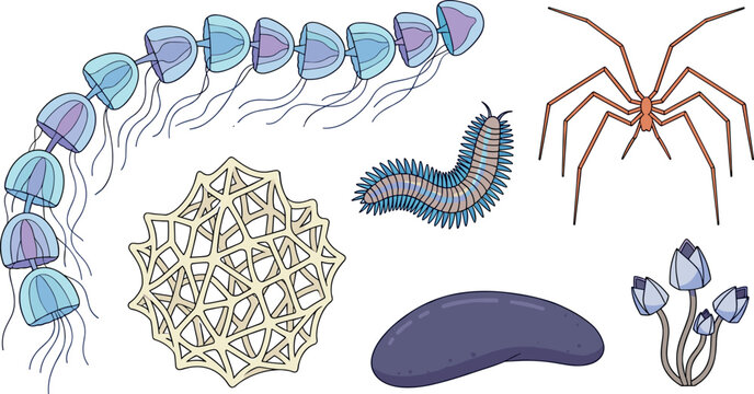 Deep Sea Siphonophore and Marine Plankton Vector Icon Set Featuring Siphonophora Glass Sponge Bristle Worm Spider Cucumber Barnacles
